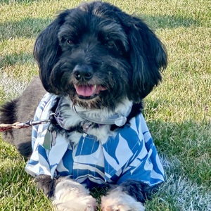 Fundraising Page: Cherry Chun